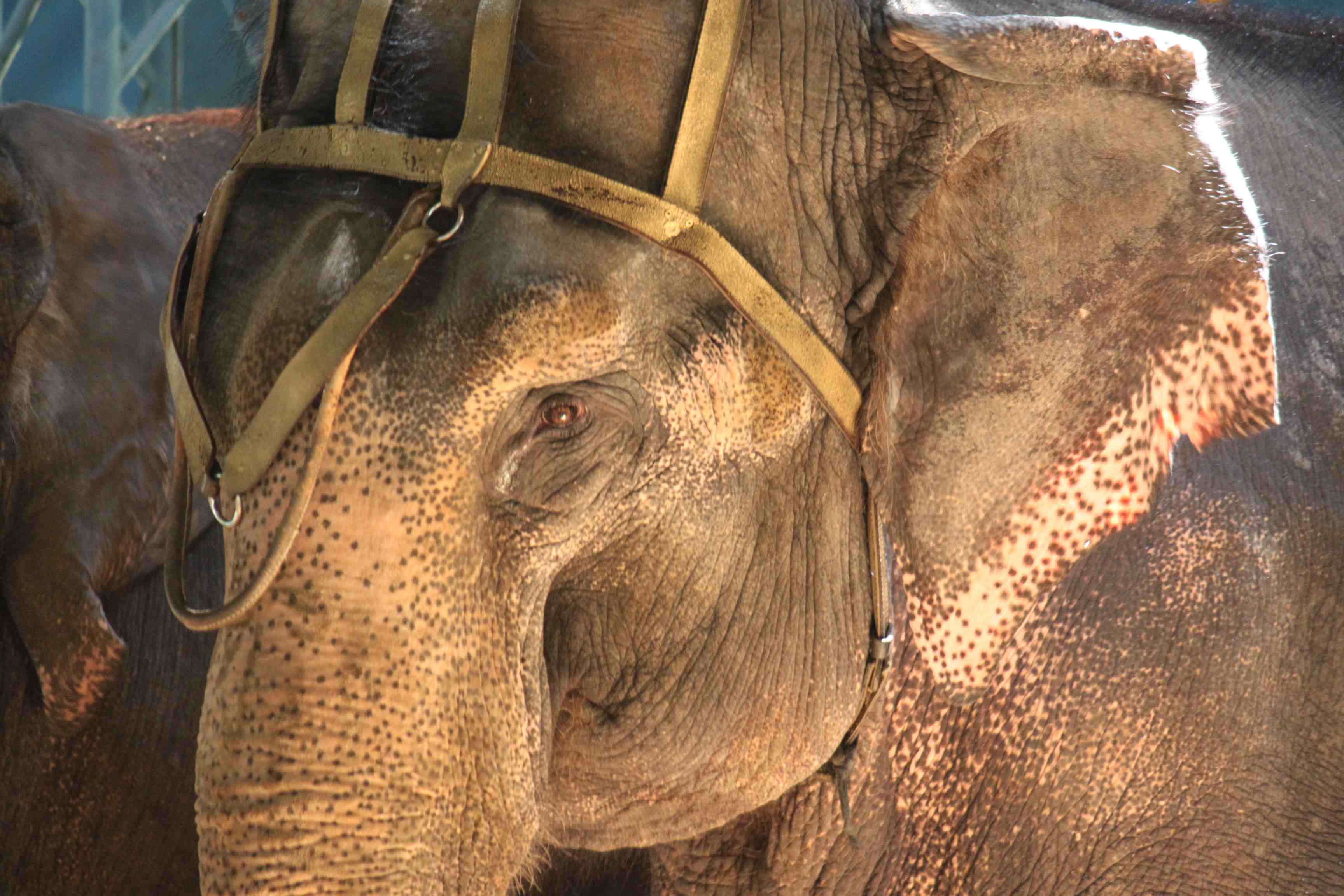 Close-up of an elephant's head